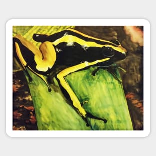 Poison Dart Arrow Frog--Black and Yellow Sticker